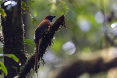 Kır Saçlı 'nın Trogon kuşunun doğa doğası Borneo' ya özgü yeşil bir ormanda bir dalda tünemekte.