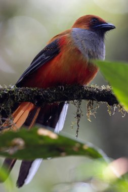 Kır Saçlı 'nın Trogon kuşunun doğa doğası Borneo' ya özgü yeşil bir ormanda bir dalda tünemekte.