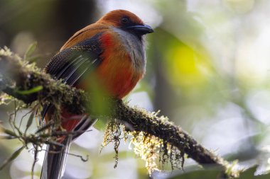 Kır Saçlı 'nın Trogon kuşunun doğa doğası Borneo' ya özgü yeşil bir ormanda bir dalda tünemekte.