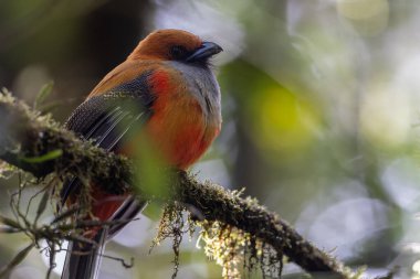 Kır Saçlı 'nın Trogon kuşunun doğa doğası Borneo' ya özgü yeşil bir ormanda bir dalda tünemekte.