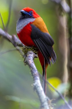 Kır Saçlı 'nın Trogon kuşunun doğa doğası Borneo' ya özgü yeşil bir ormanda bir dalda tünemekte.