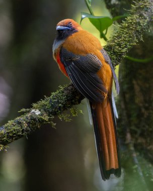 Kır Saçlı 'nın Trogon kuşunun doğa doğası Borneo' ya özgü yeşil bir ormanda bir dalda tünemekte.