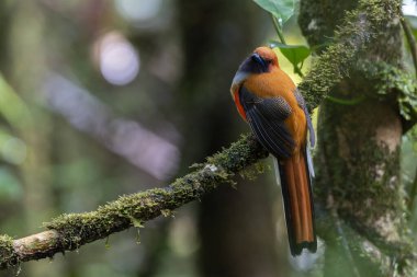 Kır Saçlı 'nın Trogon kuşunun doğa doğası Borneo' ya özgü yeşil bir ormanda bir dalda tünemekte.