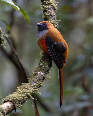 Kır Saçlı 'nın Trogon kuşunun doğa doğası Borneo' ya özgü yeşil bir ormanda bir dalda tünemekte.