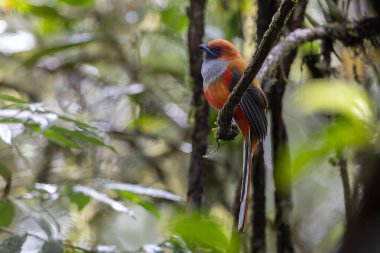 Kır Saçlı 'nın Trogon kuşunun doğa doğası Borneo' ya özgü yeşil bir ormanda bir dalda tünemekte.