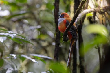 Kır Saçlı 'nın Trogon kuşunun doğa doğası Borneo' ya özgü yeşil bir ormanda bir dalda tünemekte.