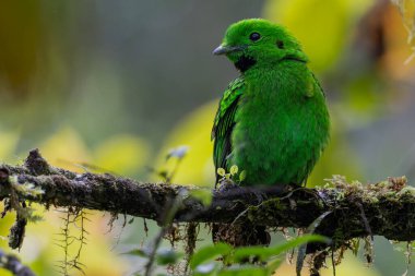 Doğanın vahşi yaşam görüntüsü Whitehead 'in Borneo' ya özgü Broadbill kuşu