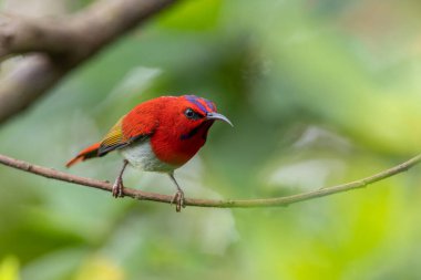 Montan Ormanı Sabah, Borneo 'da Güzel Temminck' in Sunbird 'ü (Aethopyga temminckii)