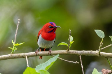 Montan Ormanı Sabah, Borneo 'da Güzel Temminck' in Sunbird 'ü (Aethopyga temminckii)