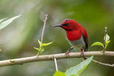 Montan Ormanı Sabah, Borneo 'da Güzel Temminck' in Sunbird 'ü (Aethopyga temminckii)