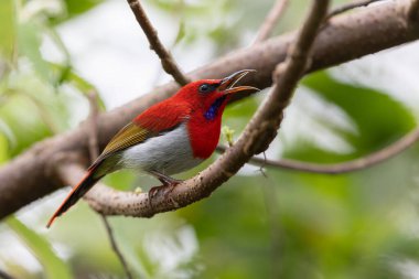 Montan Ormanı Sabah, Borneo 'da Güzel Temminck' in Sunbird 'ü (Aethopyga temminckii)