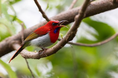 Montan Ormanı Sabah, Borneo 'da Güzel Temminck' in Sunbird 'ü (Aethopyga temminckii)