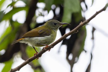 Montan Ormanı Sabah, Borneo 'da Güzel Temminck' in Sunbird 'ü (Aethopyga temminckii)