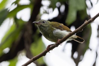 Montan Ormanı Sabah, Borneo 'da Güzel Temminck' in Sunbird 'ü (Aethopyga temminckii)