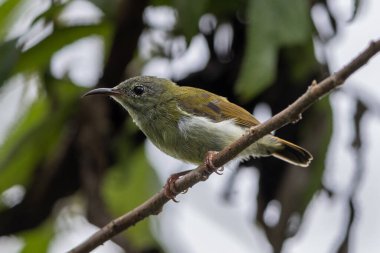 Montan Ormanı Sabah, Borneo 'da Güzel Temminck' in Sunbird 'ü (Aethopyga temminckii)