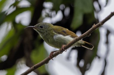 Montan Ormanı Sabah, Borneo 'da Güzel Temminck' in Sunbird 'ü (Aethopyga temminckii)
