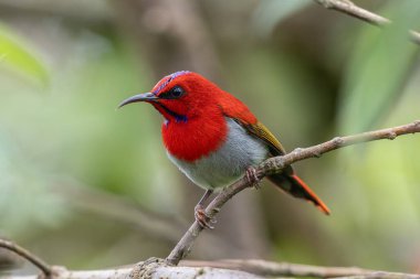 Montan Ormanı Sabah, Borneo 'da Güzel Temminck' in Sunbird 'ü (Aethopyga temminckii)