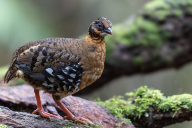 Yağmur ormanlarında yosunlu bir kayanın üzerinde duran kırmızı göğüslü keklik çifti.