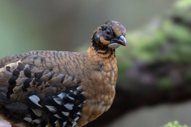 Yağmur ormanlarında yosunlu bir kayanın üzerinde duran kırmızı göğüslü keklik çifti.