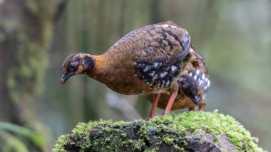 Yağmur ormanlarında yosunlu bir kayanın üzerinde duran kırmızı göğüslü keklik çifti.