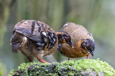Yağmur ormanlarında yosunlu bir kayanın üzerinde duran kırmızı göğüslü keklik çifti.