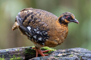 Yağmur ormanlarında yosunlu bir kayanın üzerinde duran kırmızı göğüslü keklik çifti.