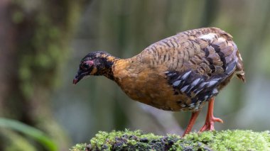 Yağmur ormanlarında yosunlu bir kayanın üzerinde duran kırmızı göğüslü keklik çifti.
