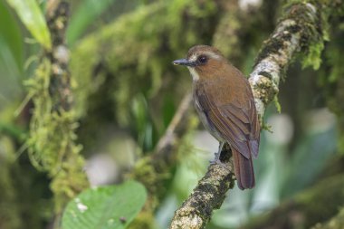 Kaşlı orman sinekkapanı dalda tünemiş tüylerini sergiliyor.