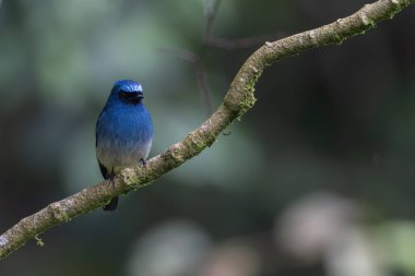 İndigo sinekkapanı kuş yağmur ormanlarındaki yosunlu bir dalda dinleniyor, renkli tüylerini sergiliyor.