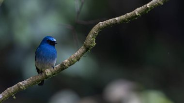 İndigo sinekkapanı kuş yağmur ormanlarındaki yosunlu bir dalda dinleniyor, renkli tüylerini sergiliyor.