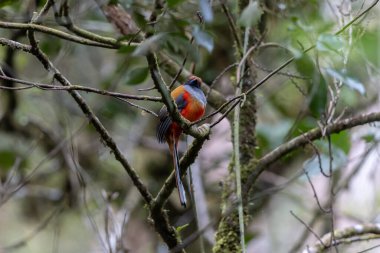 Kır Saçlı 'nın Trogon kuşunun doğa doğası Borneo' ya özgü yeşil bir ormanda bir dalda tünemekte.