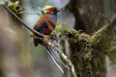 Kır Saçlı 'nın Trogon kuşunun doğa doğası Borneo' ya özgü yeşil bir ormanda bir dalda tünemekte.