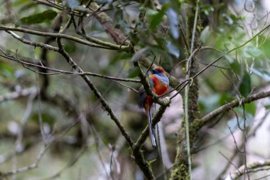 Kır Saçlı 'nın Trogon kuşunun doğa doğası Borneo' ya özgü yeşil bir ormanda bir dalda tünemekte.