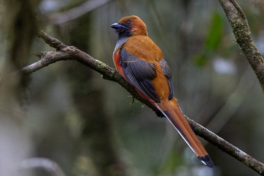 Kır Saçlı 'nın Trogon kuşunun doğa doğası Borneo' ya özgü yeşil bir ormanda bir dalda tünemekte.