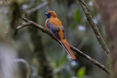 Kır Saçlı 'nın Trogon kuşunun doğa doğası Borneo' ya özgü yeşil bir ormanda bir dalda tünemekte.