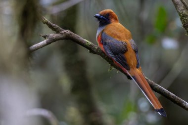 Kır Saçlı 'nın Trogon kuşunun doğa doğası Borneo' ya özgü yeşil bir ormanda bir dalda tünemekte.