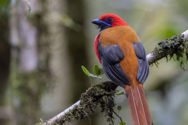 Kır Saçlı 'nın Trogon kuşunun doğa doğası Borneo' ya özgü yeşil bir ormanda bir dalda tünemekte.