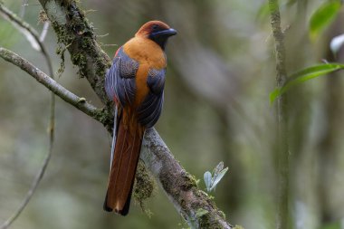 Kır Saçlı 'nın Trogon kuşunun doğa doğası Borneo' ya özgü yeşil bir ormanda bir dalda tünemekte.