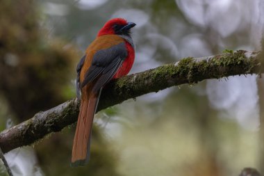 Kır Saçlı 'nın Trogon kuşunun doğa doğası Borneo' ya özgü yeşil bir ormanda bir dalda tünemekte.