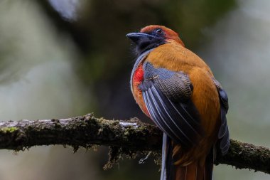 Kır Saçlı 'nın Trogon kuşunun doğa doğası Borneo' ya özgü yeşil bir ormanda bir dalda tünemekte.