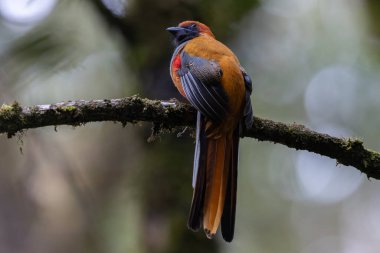 Kır Saçlı 'nın Trogon kuşunun doğa doğası Borneo' ya özgü yeşil bir ormanda bir dalda tünemekte.