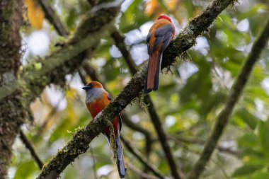 Kır Saçlı 'nın Trogon kuşunun doğa doğası Borneo' ya özgü yeşil bir ormanda bir dalda tünemekte.
