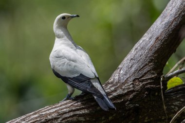 Kota Kinabalu City, Sabah, Malezya 'da çekilen fareli köyün yaban hayatı görüntüsü (Ducula bicolor)