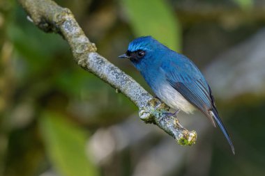 İndigo sinekkapanı kuş yağmur ormanlarındaki yosunlu bir dalda dinleniyor, renkli tüylerini sergiliyor.