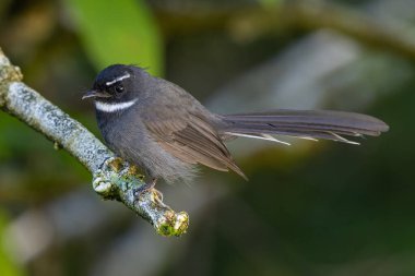 Güzel kuş boynuzlu fantail (Rhipidura albicollis) kuşu derin yağmur ormanlarında