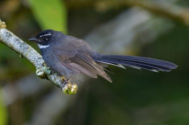 Güzel kuş boynuzlu fantail (Rhipidura albicollis) kuşu derin yağmur ormanlarında