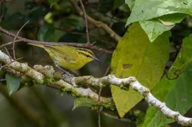 Mountain Leaf-Warbler 'ın doğa görüntüsü.