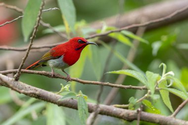 Montan Ormanı Sabah, Borneo 'da Güzel Temminck' in Sunbird 'ü (Aethopyga temminckii)