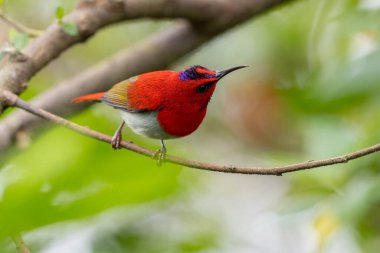 Montan Ormanı Sabah, Borneo 'da Güzel Temminck' in Sunbird 'ü (Aethopyga temminckii)