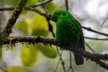Doğanın vahşi yaşam görüntüsü Whitehead 'in Borneo' ya özgü Broadbill kuşu
